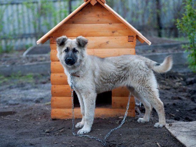 Все о собаках в России