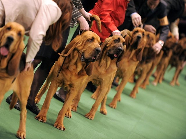 Выставки собак в России