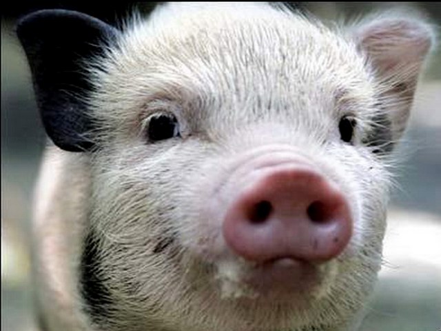 Породы свиней в России | ЗооТом портал о животных
