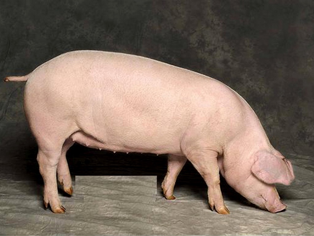 Породы свиней в России | ЗооТом портал о животных