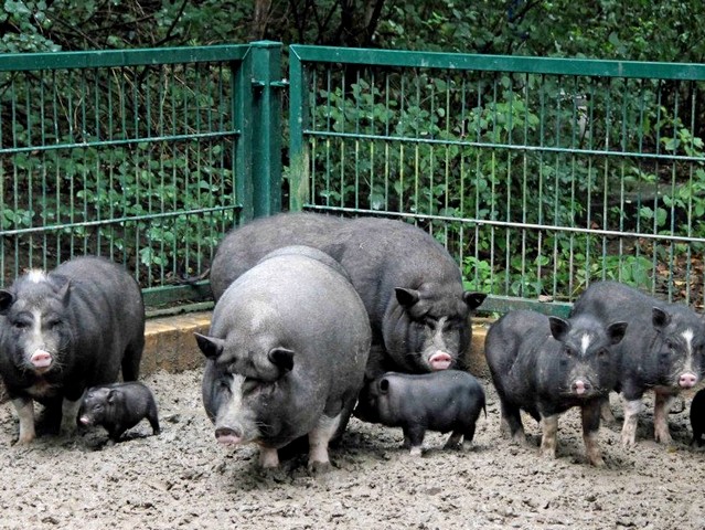 Содержание свиней и уход за ними в России | ЗооТом портал о животных