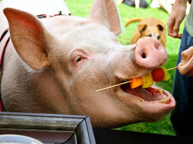 Статьи о свиньях в России | ЗооТом портал о животных
