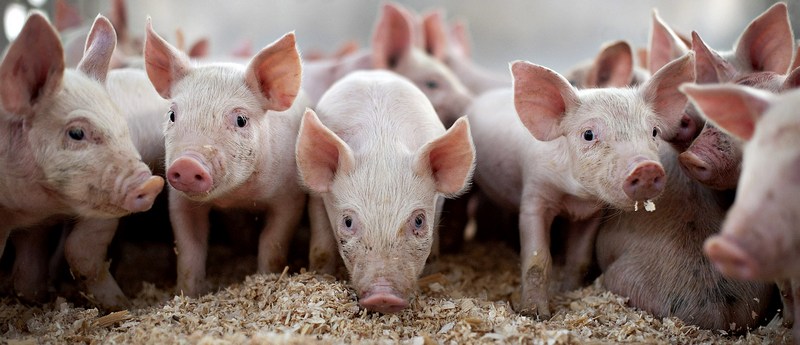 Все о свиньях в России | ЗооТом портал о животных