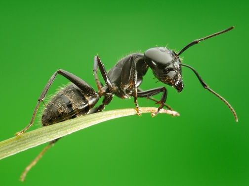 Все о муравьях в России | ЗооТом портал о животных