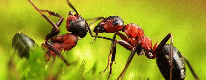 Все о муравьях в России | ЗооТом портал о животных