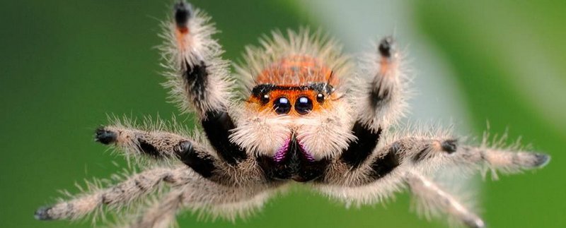 Все о пауках в России | ЗооТом портал о животных