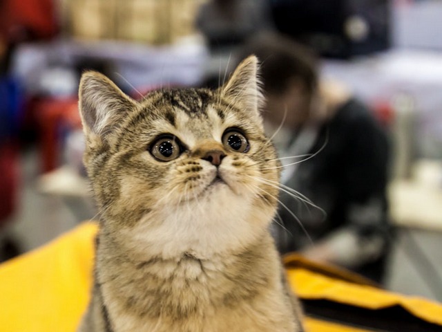 Выставки кошек в России | ЗооТом портал о животных