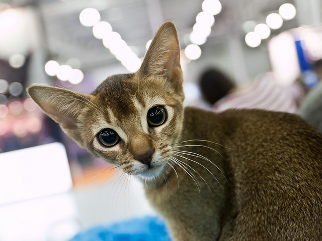 Выставки кошек в России | ЗооТом портал о животных