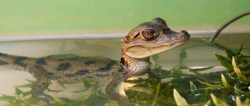 Уютный дом для крокодила: особенности содержания и уход