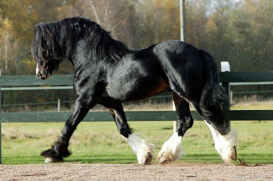 Лошадь породы шайр — описание, характеристика и уход за животным
