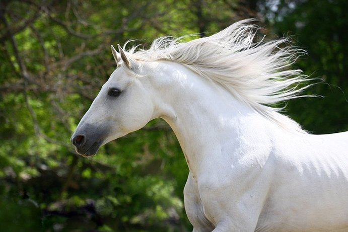 Все о терской лошади — описание, характеристика и уход за животным