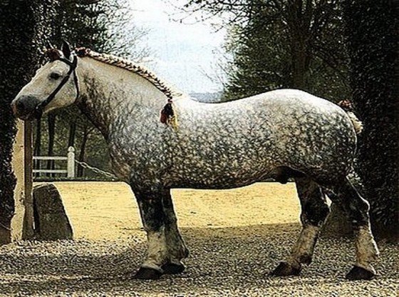 Все о лошади першерон — описание, характеристика и уход за животным