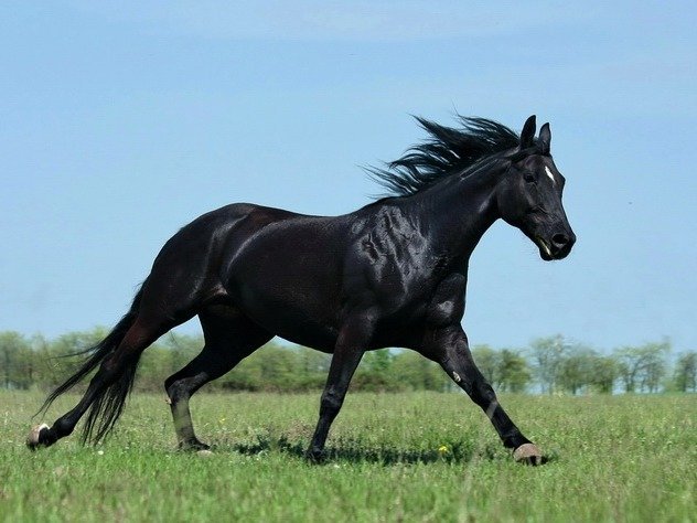 Все о кабардинской лошади — описание, характеристика и уход за животным
