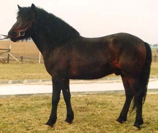 Все о гуцульской лошади — описание, характеристика и уход за животным
