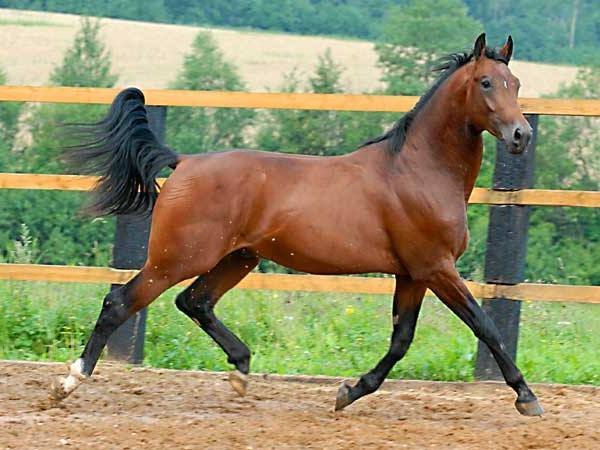 Все о голштинской лошади — описание, характеристика и уход за животным