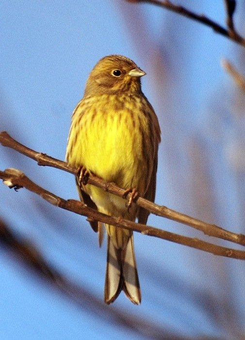 Желтая птица похожая на воробья