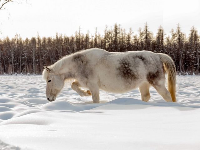 Все о якутской лошади — описание, характеристика и уход за животным