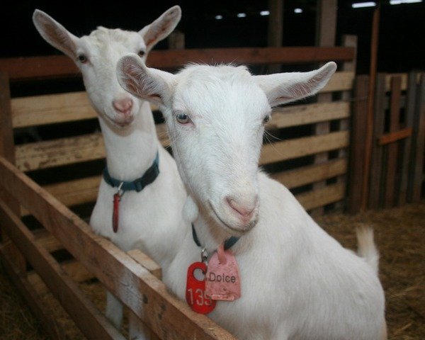 Разведение молочной зааненской породы коз: советы и рекомендации