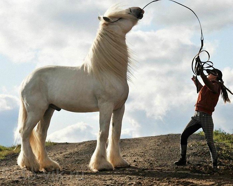 Лошадь породы шайр — описание, характеристика и уход за животным