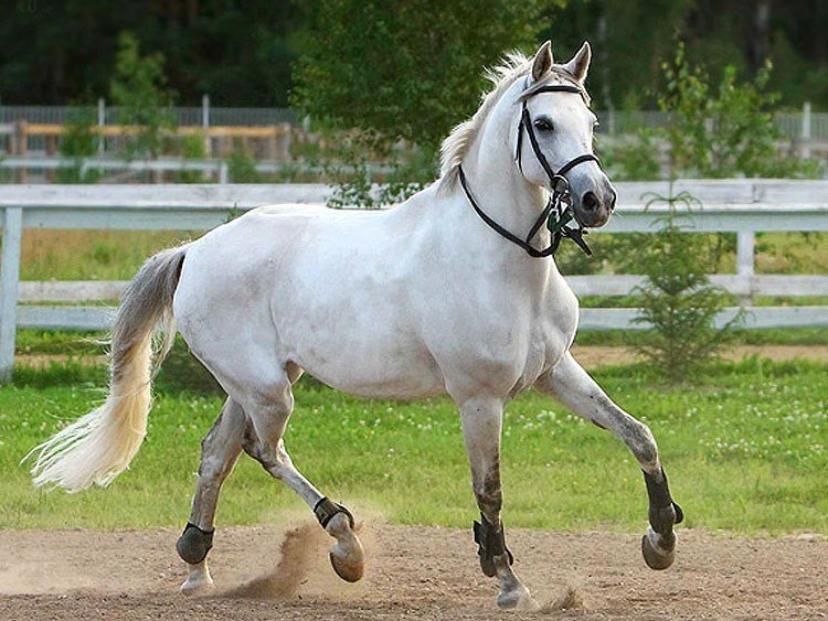 Все о терской лошади — описание, характеристика и уход за животным