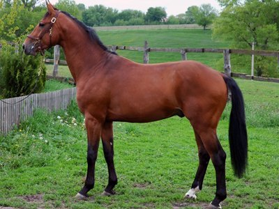 Все о ольденбургской лошади — описание, характеристика и уход за животным
