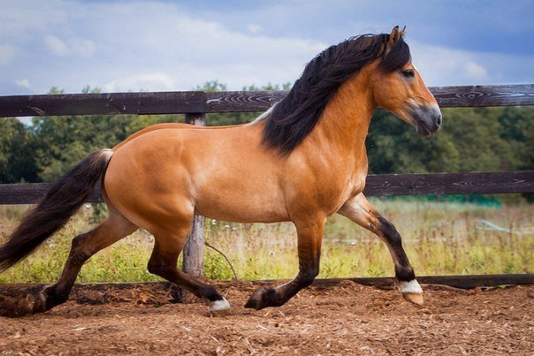 Лошадь Белорусская упряжная: описание породы, характеристики, уход, содержание и отзывы