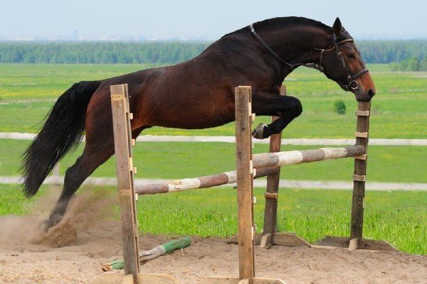 Все о голштинской лошади — описание, характеристика и уход за животным