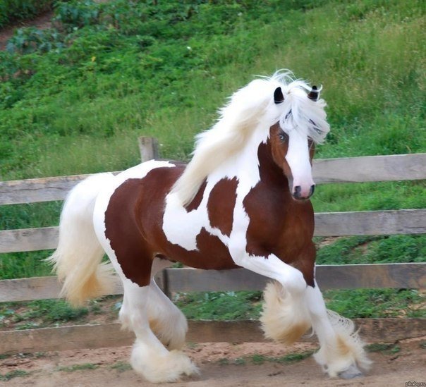 Пони — описание, характеристика и уход за лошадью
