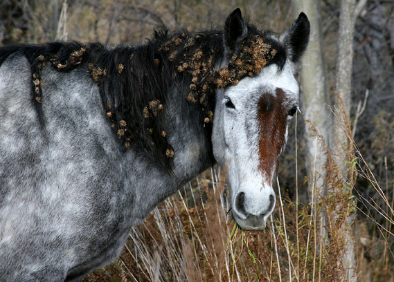 Все о киргизской лошади — описание, характеристика и уход за животным