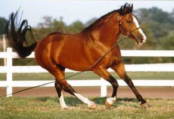 Все о лошади Гунтер — описание, характеристика и уход за животным