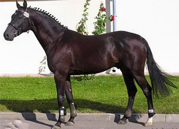 Все о вестфальской лошади — описание, характеристика и уход за животным