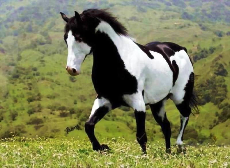 Все о лошади Пейнт — описание, характеристика и уход за животным