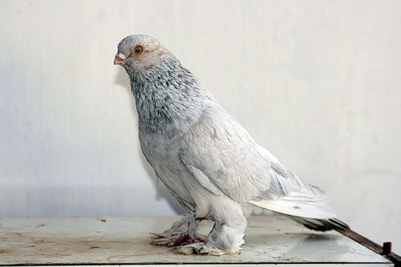 Таджикские голуби. Душанбинские голуби бойные. Мраморные голуби бойные. Голуби Таджикистана бойные. Таджикские бойные голуби Сочи.