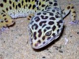Леопардовый геккон в Барнауле