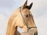 Карабахская лошадь в Барнауле