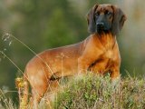 Баварская следовая собака в Гае