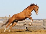 Тракененская лошадь в Шарапово