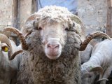 Овцы меринос в Заинске