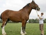 Лошадь першерон в России