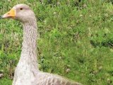 Роменская порода гусей в России