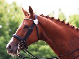 Буденновская лошадь в Волгореченске
