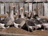Ландская порода гусей в России