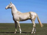 Ахалтекинская лошадь в Орске