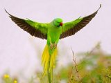 Ожереловый попугай в Оханске