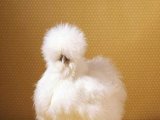 Китайская шелковая курица в Бредах
