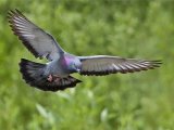 Сизый голубь в Новосиле