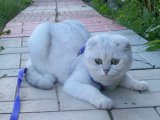 Шотландская вислоухая кошка в Барнауле