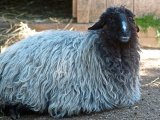 Каракульские овцы в Топках
