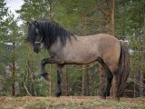 Вятская лошадь в Барнауле