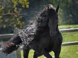 Фризская лошадь в Красногорске